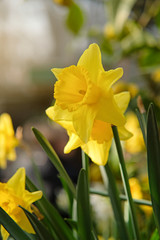Obraz premium Yellow narcissus. First spring flower blossom, close up