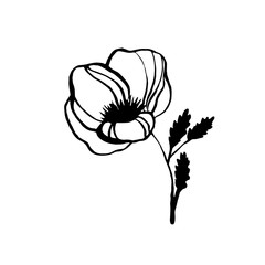 vector poppy flower, ink plant sketch, hand drawing, black silhouette illustration