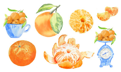 Tangerines watercolor