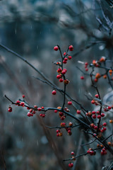 Red Berries in a Light Snowstorm