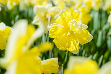 Open faced daffodil variety in the springtime garden. © V. J. Matthew