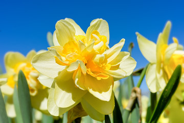 Double daffodil variety in the springtime garden. © V. J. Matthew