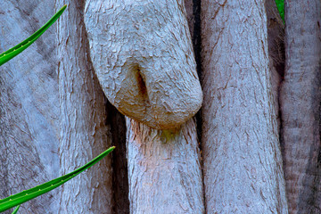 spain, canary islands, tenerife : yucca tree, botanical garden, la orotava