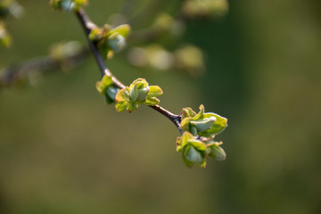 Springtime. Quince branches with green buds. Gentle evening lighting. Background green tones.