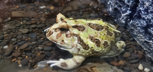 Animal  natural  Amphibian animal  Frog  Toad