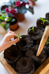 Seedlings of young pepper sprouts in a separate soil..