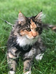 Cat on a walk © Barbara