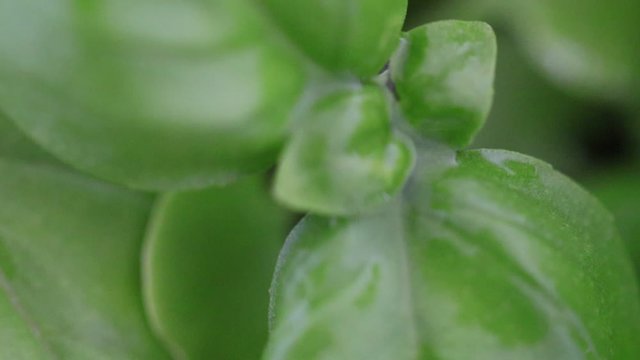 green leaf close up. Calm scene