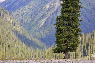 Tian Shan Mountains and fir tree forest , Kyrgyzstan, Central Asia

