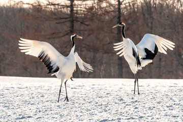 Rhythmic couple Red-crowned crane  or Japanese crane symbol of eternal love in nature dancing for courtship on snow at Tsurui Ito Tancho Sanctuary, Kushiro, Hokkaido, Japan. © Patiwat