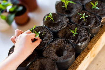 small pens transplant a young sprout of pepper for independent growth..