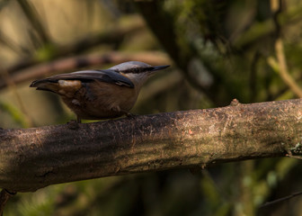 nuthatch on a branch