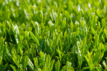 新茶　一番茶　茶葉　クローズアップ