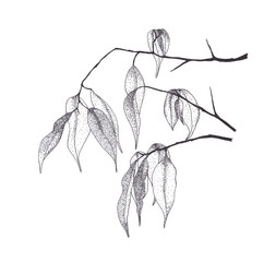 Black ink branches with leaves dot drawing on white background. Hand-drawn floral print for your design.