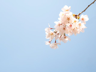 桜　春イメージ