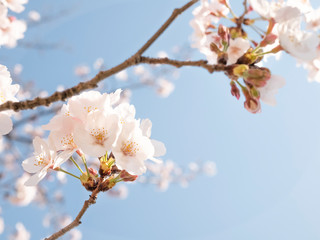 桜　春イメージ