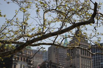 Obraz premium skyscrapers in new york