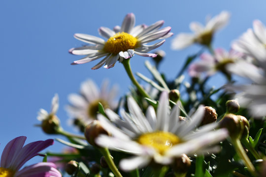 Margariten, die sich in den Himmel strecken