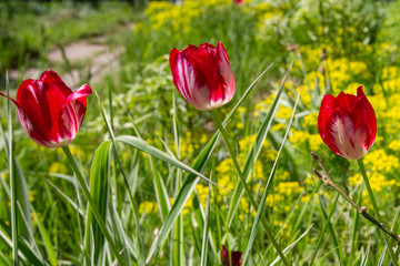 red tulips in flowerbed against the backdrop of greenery
