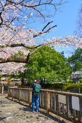 Fototapeta premium One photographer photographing the cherry blossoms on a street with cherry blossoms.