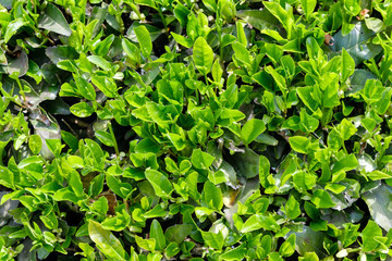 刈り取られた新茶の新芽　一番茶　宇治茶　京都府和束町