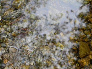 reflection of trees in the stream