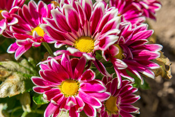 red chrysanthemums in a flower bed in the sun