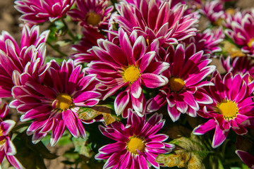 red chrysanthemums in a flower bed in the sun