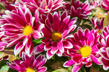 red chrysanthemums in a flower bed in the sun