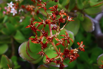 red berries on a branch