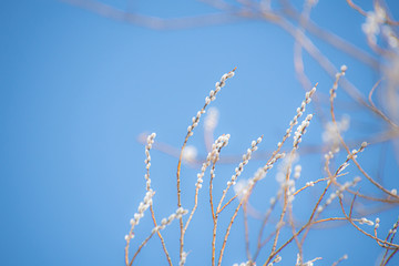 芽吹き