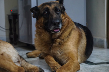 Adult German shepherd Dog Black Brown Relaxing at Home