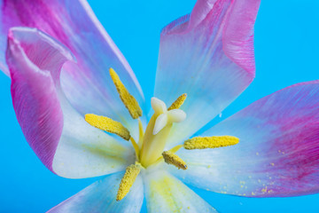 macro shoot of tulip flower