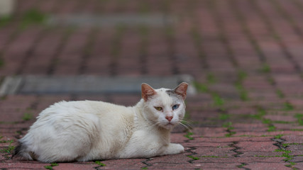 Odd-eye white cat