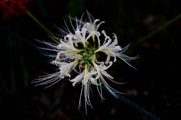 白い曼珠沙華