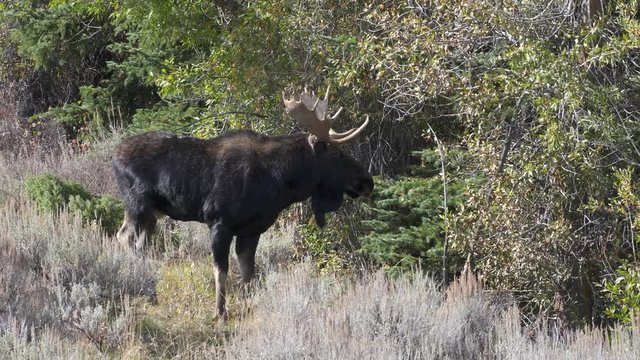 close view of a bull moose in grand teton national park in wyoming, usa