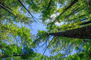 Tops of trees against the blue sky, view from the bottom up, sunny day, beautiful forest, oaks with green leaves.