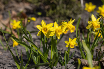 Yellow daffodils flowers in the park in early spring.
