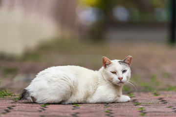 Naklejka na ściany i meble Odd-eye white cat