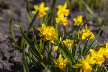 Yellow daffodils flowers in the park in early spring.