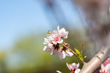 Spring peach blossom apricot sakura  flower