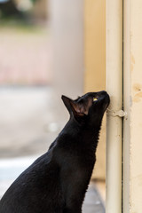 Close up image of isolated black cat