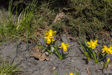 Yellow daffodils flowers in the park in early spring.