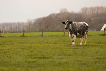 Fototapeta premium Kuh auf der Weide