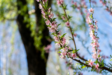 Spring peach blossom apricot sakura  flower