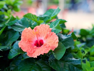 Beautiful flower of hibiscus plant on a nice day in downtown. © GG
