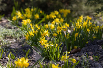 Yellow daffodils flowers in the park in early spring.