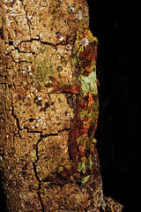 Neukaledonischer Flechtengecko (Mniarogekko chahoua) Île des Pins, Neukaledonien - mossy New Caledonian gecko / Île des Pins, New Caledonia - obrazy, fototapety, plakaty