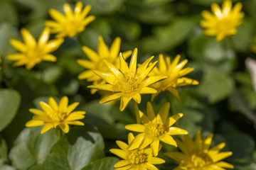 Yellow ficaria verna flowers in early spring.