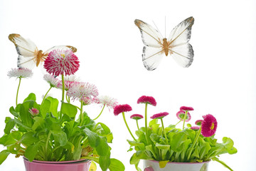 White and pink daisy flowers in flowerpots and decorative butterflies on a white background. Summer atmosphere of a fairy tale.